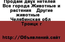 Продам двух нетелей - Все города Животные и растения » Другие животные   . Челябинская обл.,Троицк г.